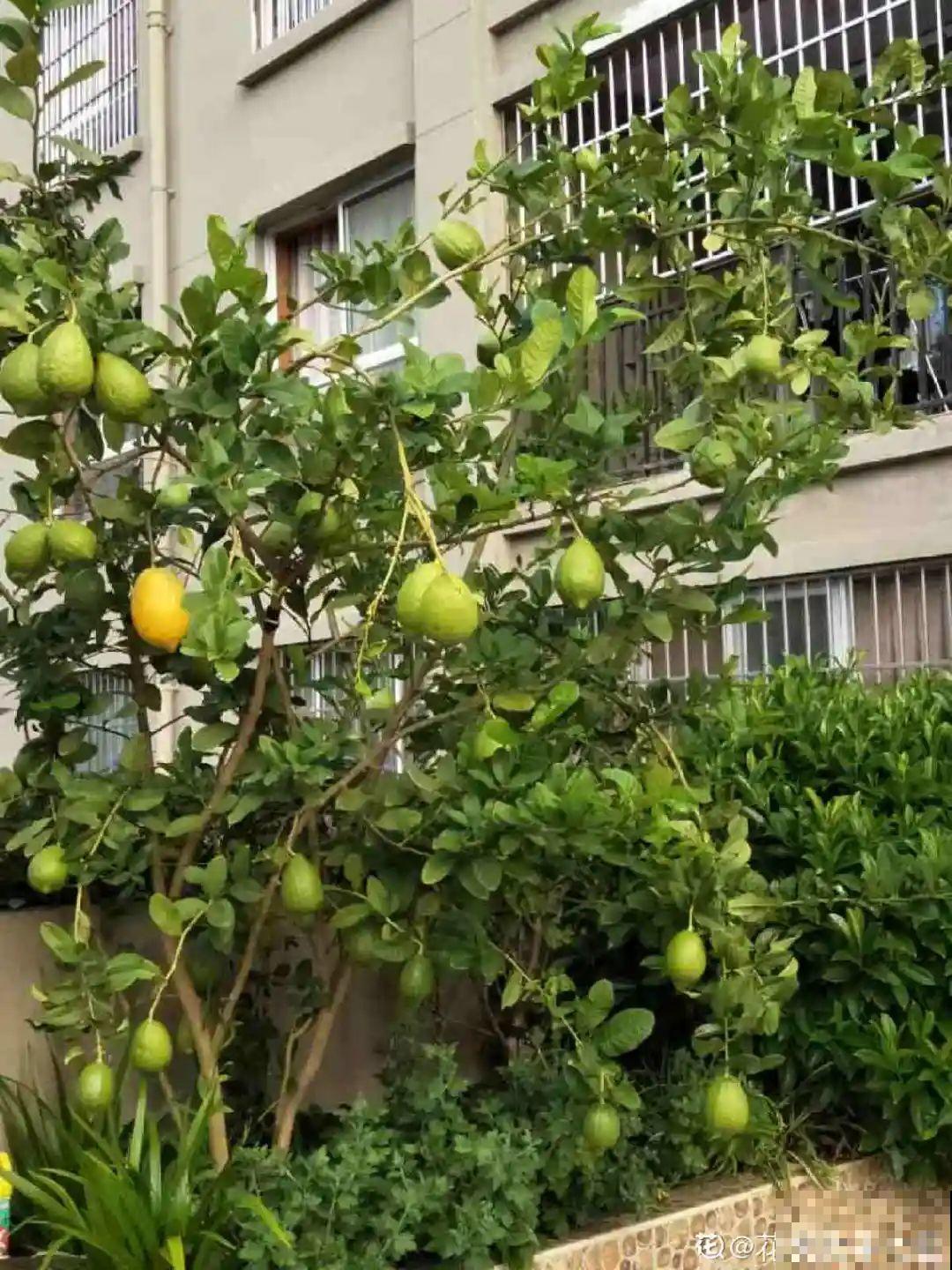 1盆苹果卖300块,为啥这么贵,难道是金苹果? 1盆苹果卖300块,为啥这么贵,难道是金苹果?