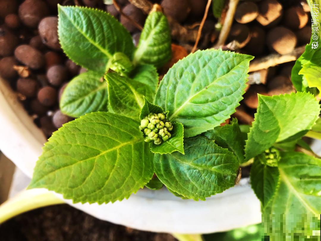 带花芽的枝条不能修剪，未来全是花苞，一剪就亏了