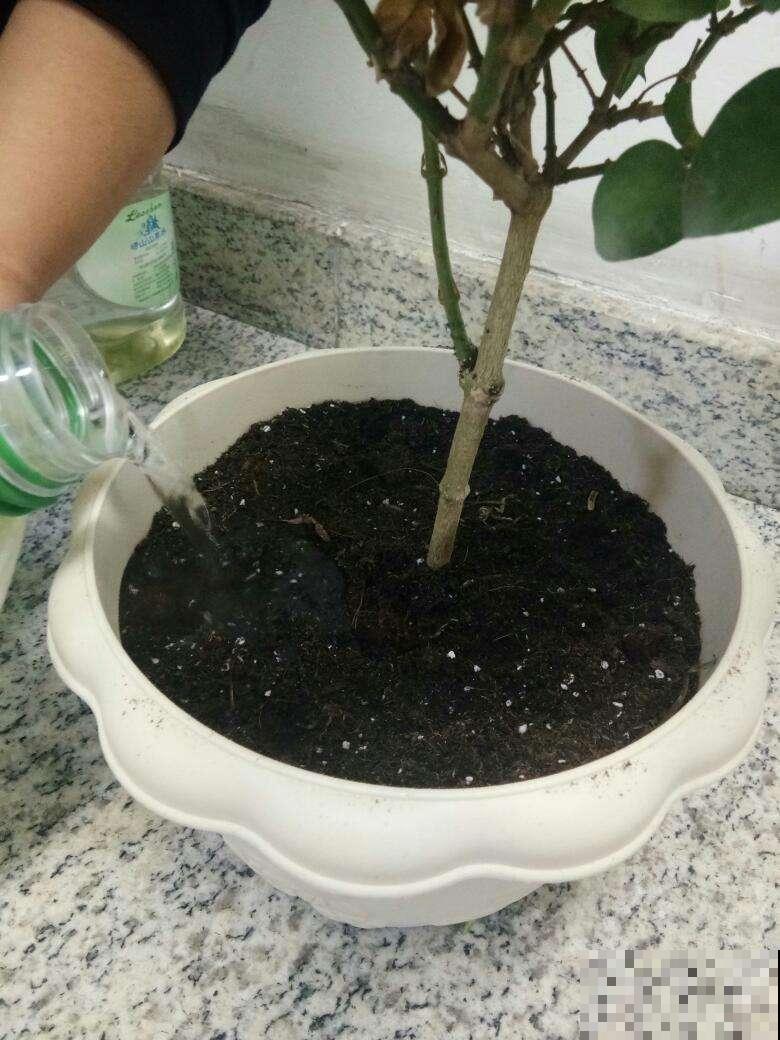 这4种情况不能换盆！不然花养不好，还容易烂根！