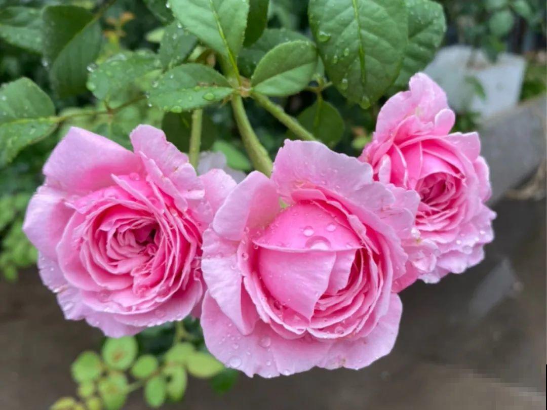 月季12个月计划表，按照这个养，大花墙不是梦！