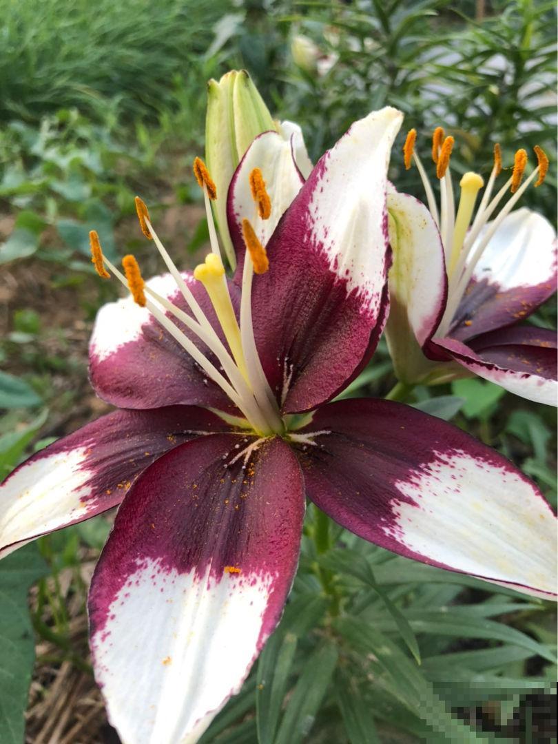 4种花爆崽能力强，种一盆等于种多盆，送给邻居特开心