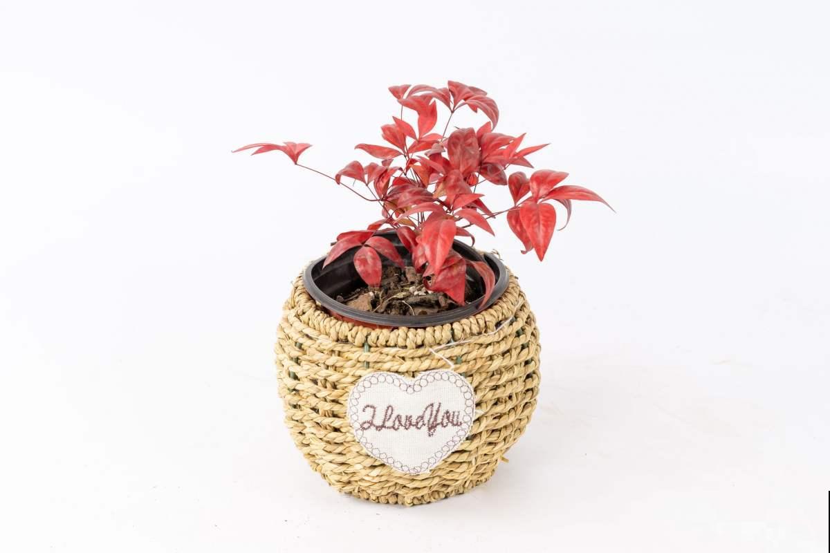 不常见的5种绿植，养过3种就是大神，你养了几种？