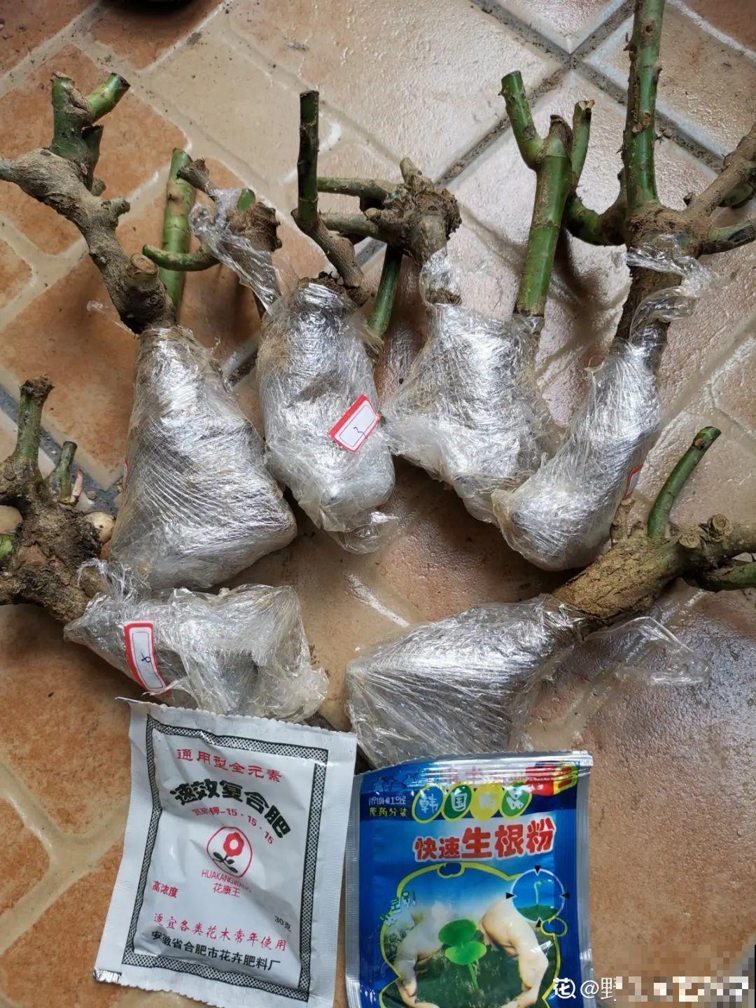 10年的绣球大老桩，九块钱也别买，难开花还浪费感情