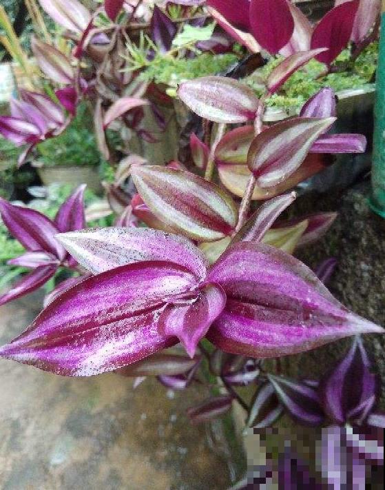 这5种花挂起来养,开花像瀑布,太美了! 这5种花挂起来养,开花像瀑布,太美了!