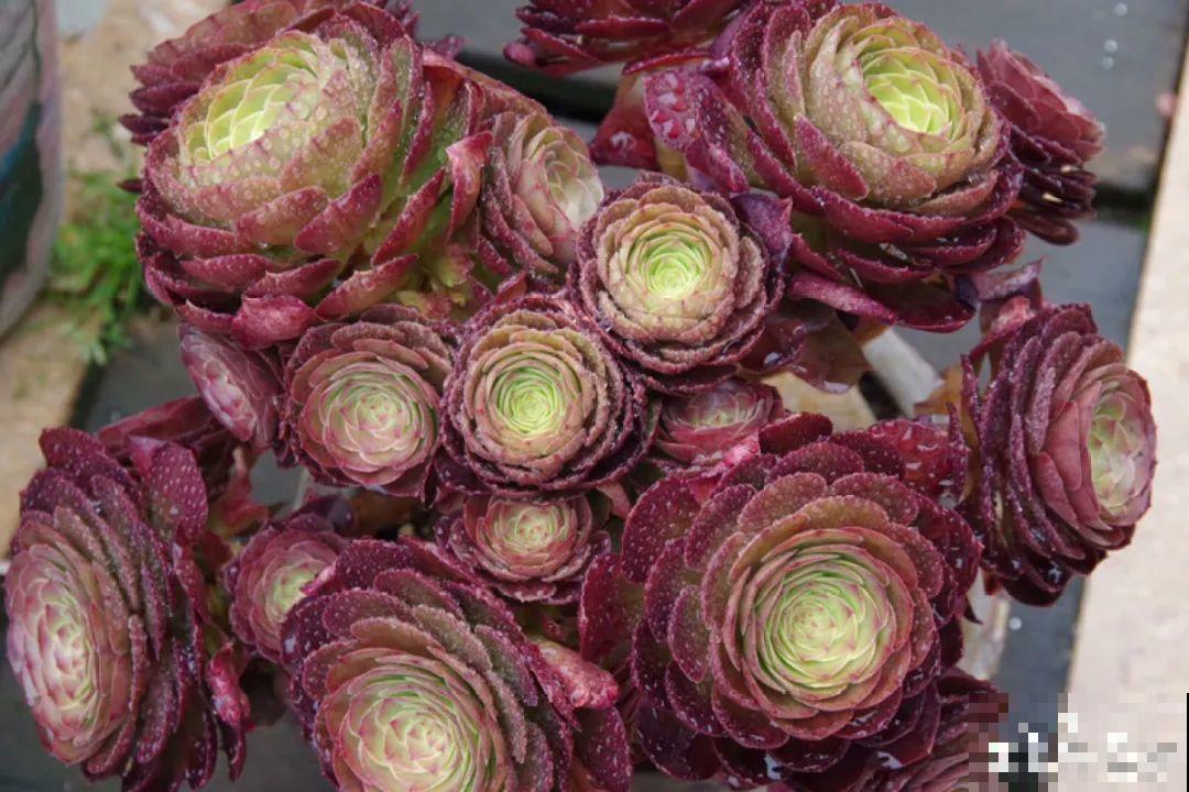 多肉要是养好了，精致得像艺术品，光看就很满足了