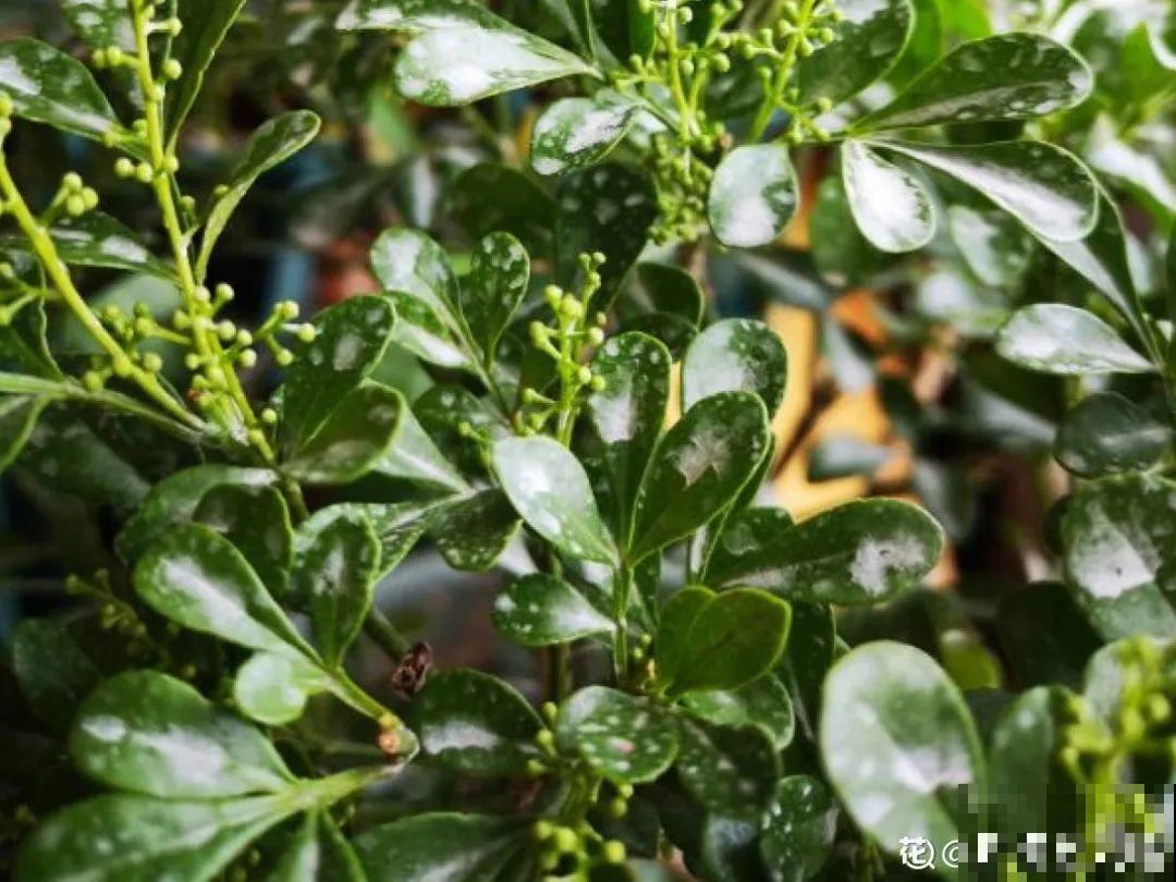 自制“增亮剂”，给花叶子擦一擦，亮的照人影