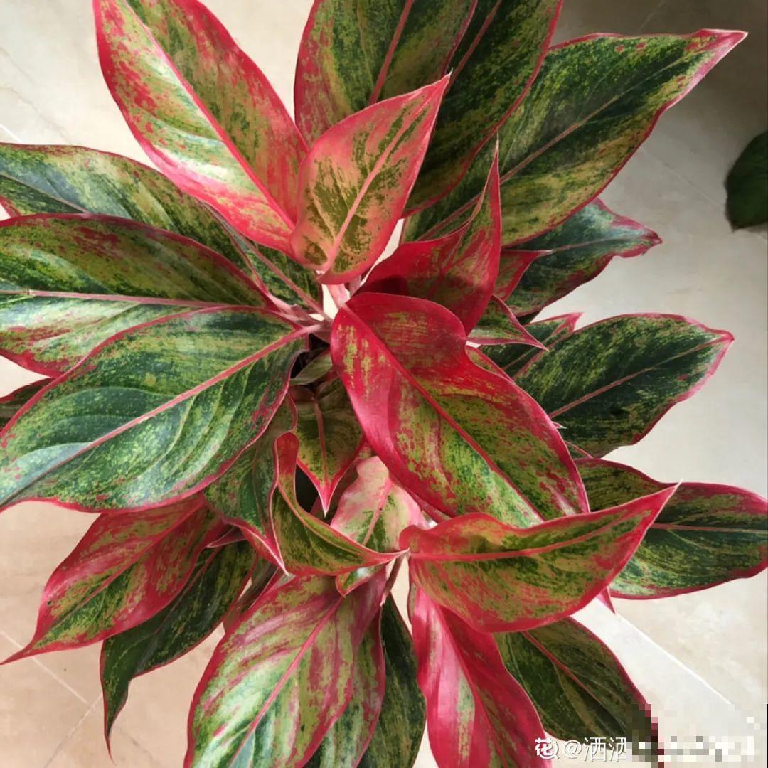 24种花,净化空气最厉害,绿萝竟然倒数! 24种花,净化空气最厉害,绿萝竟然倒数!