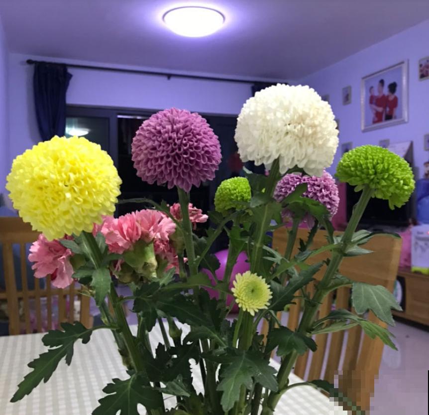 乒乓菊花型像个球，新鲜有意思，种上一盆人人夸！