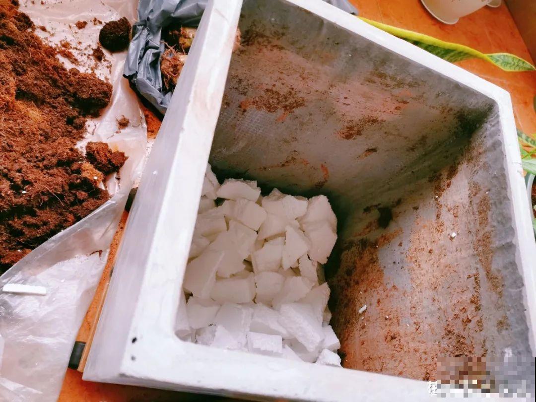 10个养花偏方,一般人我不告诉他,养花太好用 10个养花偏方,一般人我不告诉他,养花太好用