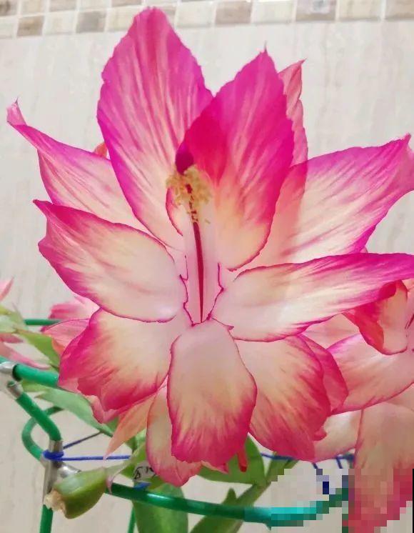 上万块的蟹爪兰，开花像烟花，养过的人不多