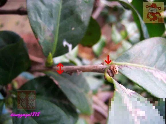 2月养花下狠手，剃光头、撸光叶，越狠越开花！