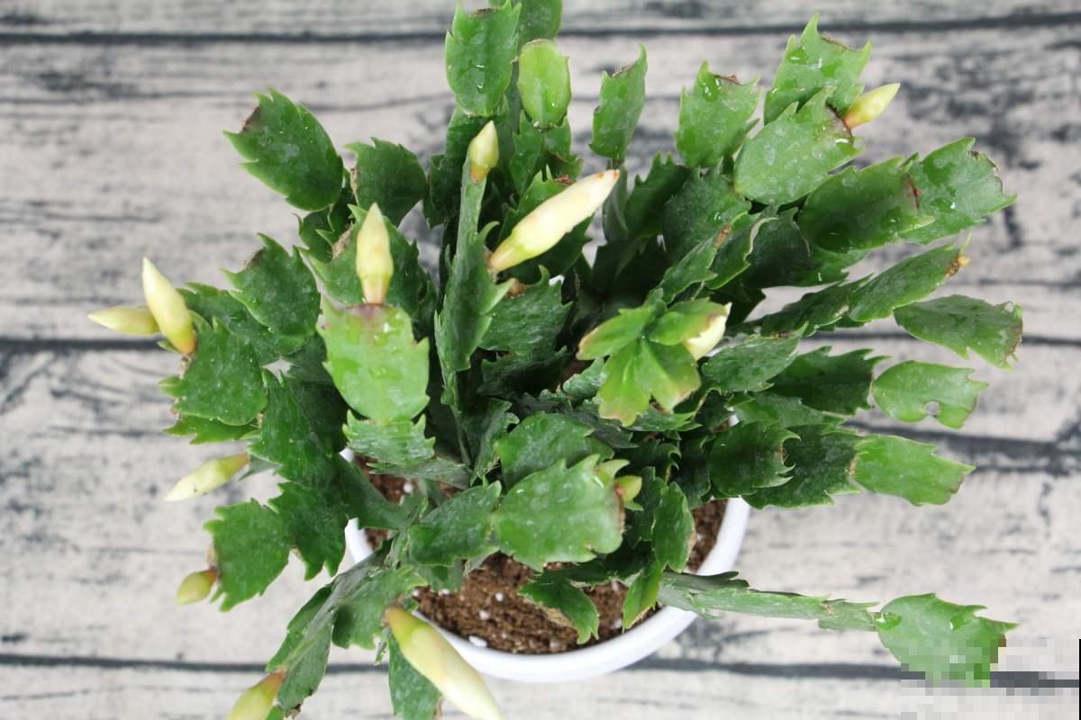 蟹爪兰养不好？4个小技巧，一盆养多年！