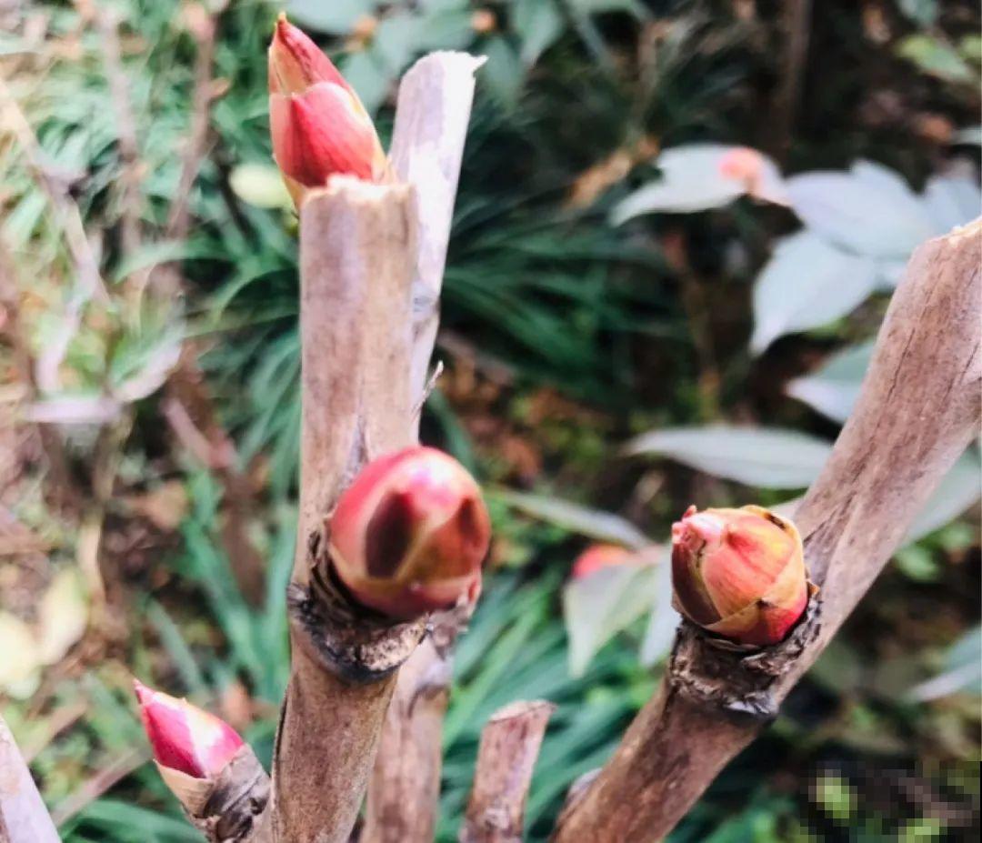 带花芽的枝条不能修剪，未来全是花苞，一剪就亏了
