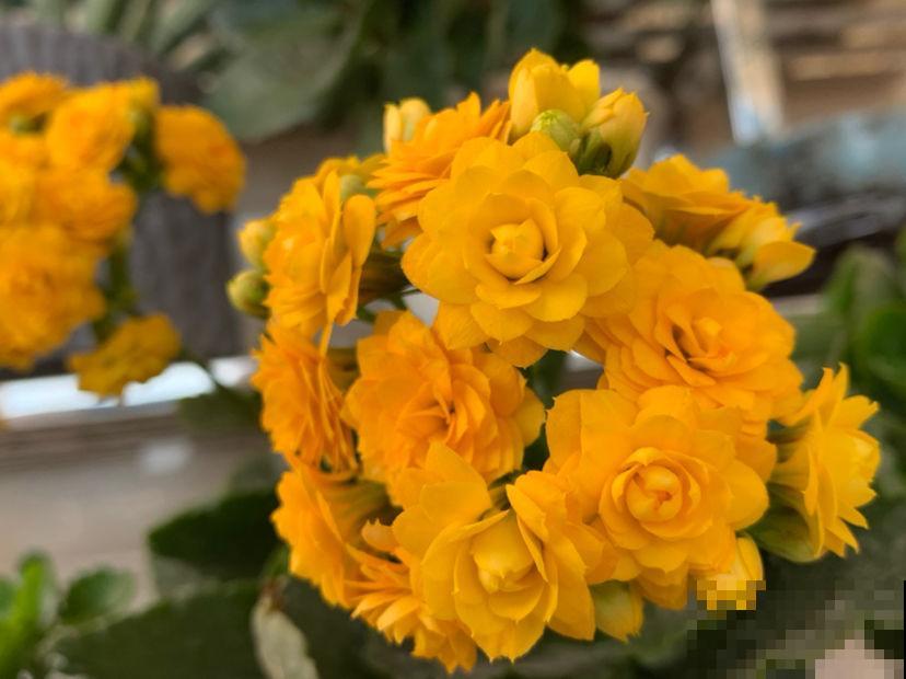 容易养成老桩的多肉，新手也能养成，2年茎秆木质化