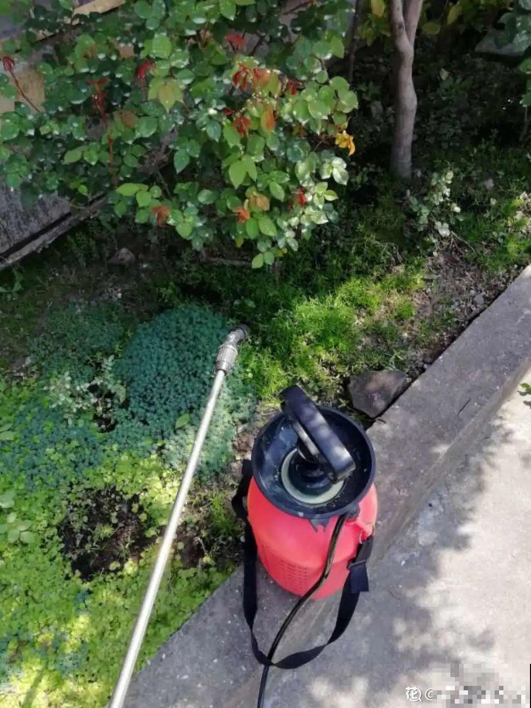 惊蛰之后，小虫乱飞，教你16种杀虫方法