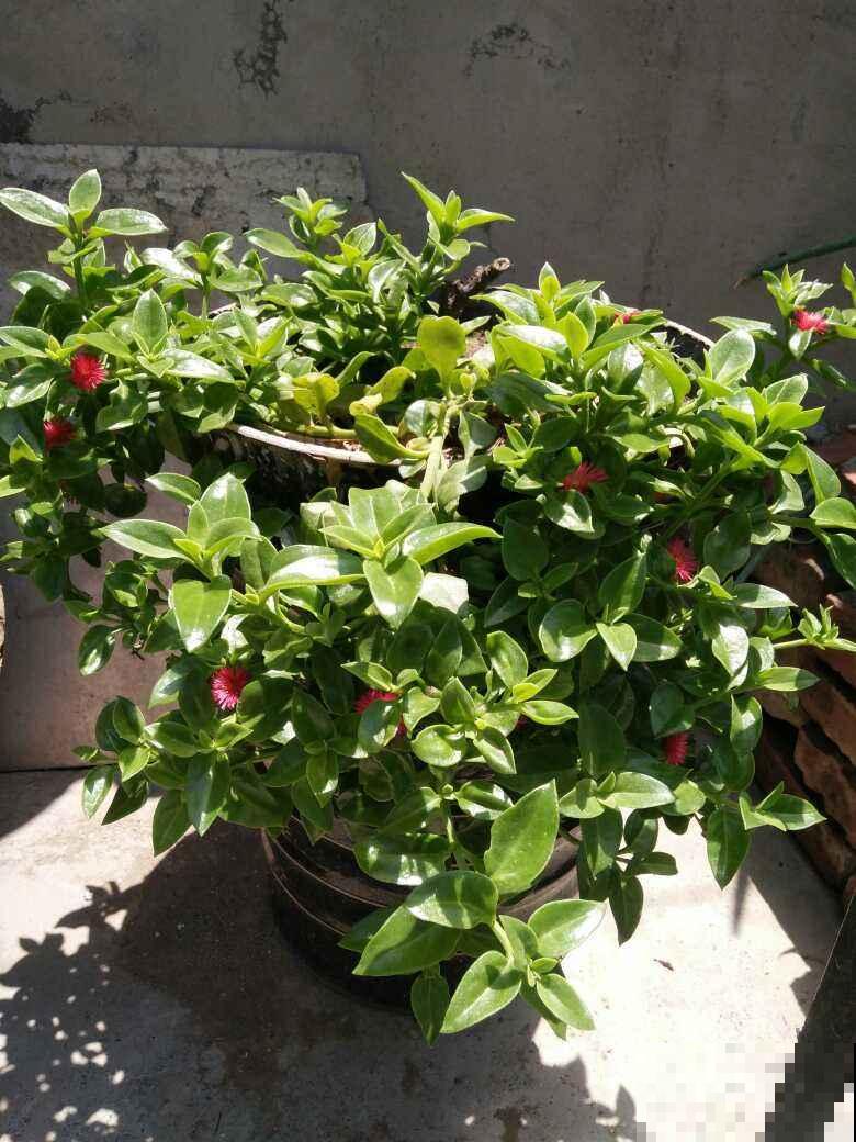 4种花可以吃,做成美食特简单,口味很独特 4种花可以吃,做成美食特简单,口味很独特