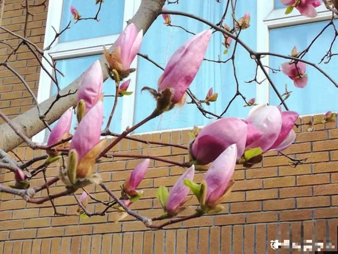 7种花先开花后长叶，颜值超高，养一盆爱一盆