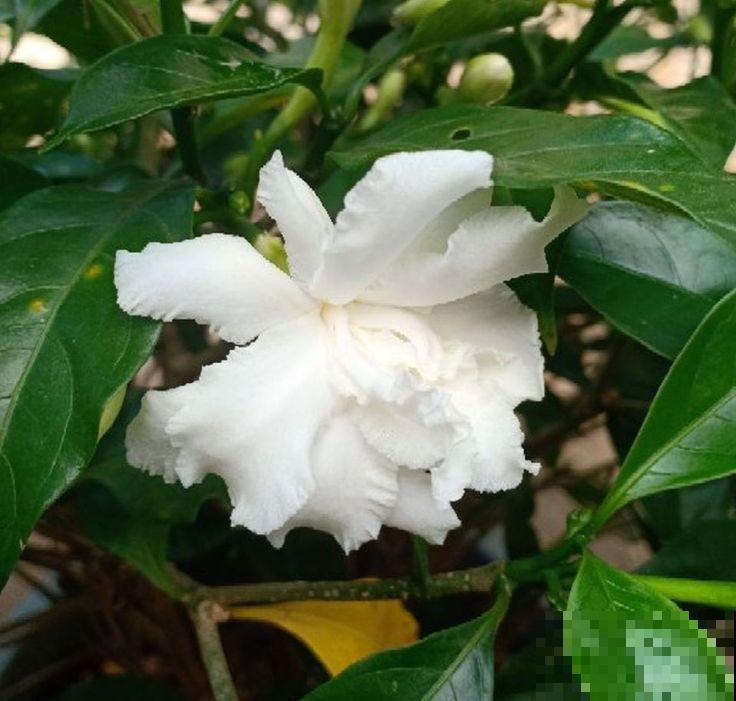 这种花名字虽土，开花却很美，像极了茉莉花！