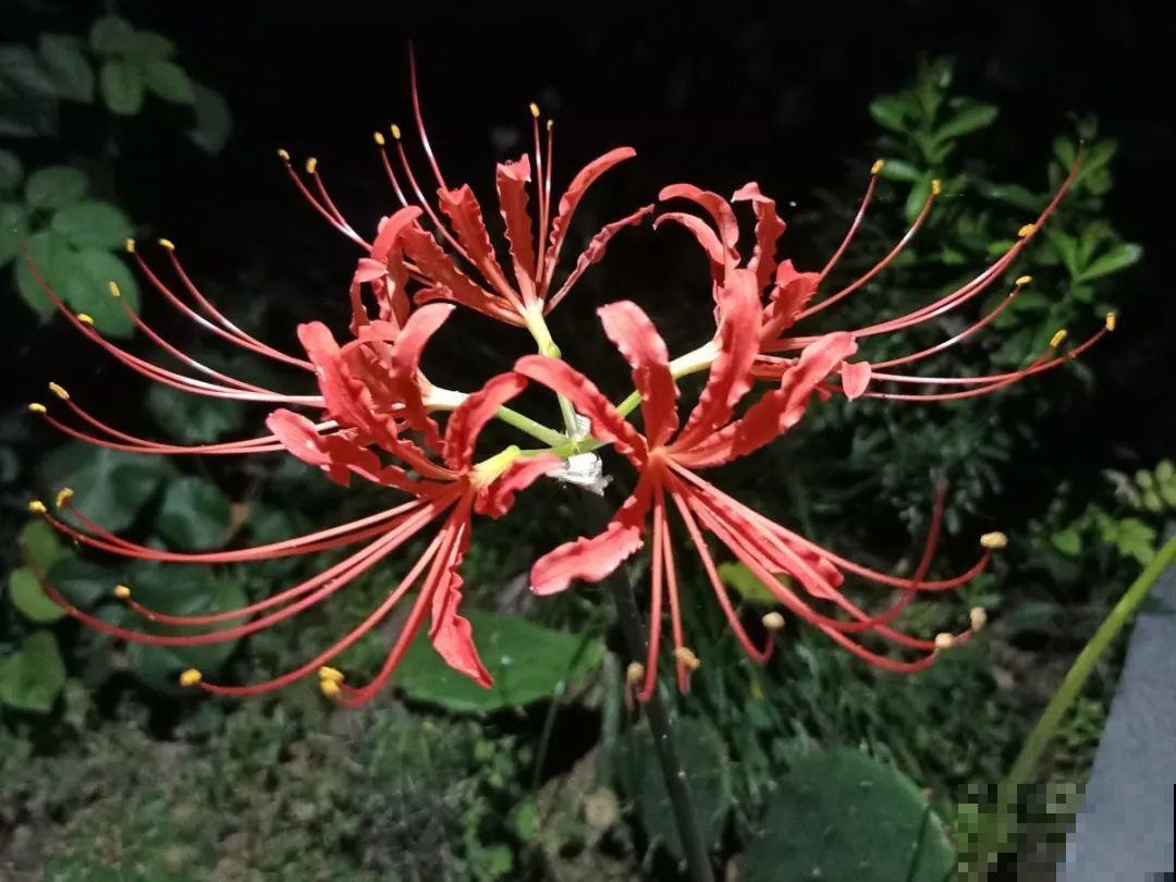 民间十大不吉利花，到底是哪流传来的