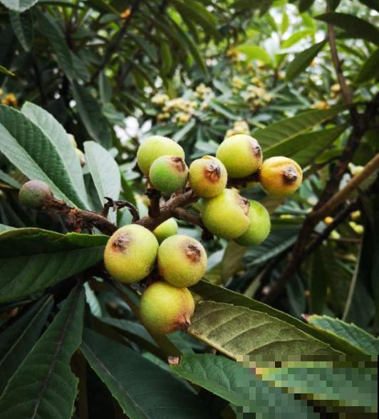 黄色小果太美味，奈何贵，阳台种一棵，果实挂满枝！