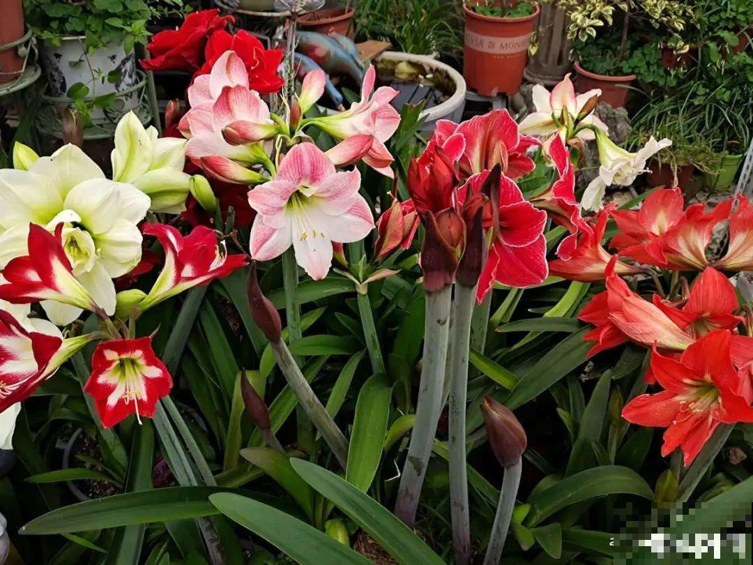 “过年花”开完，还能分10盆，每年都开花
