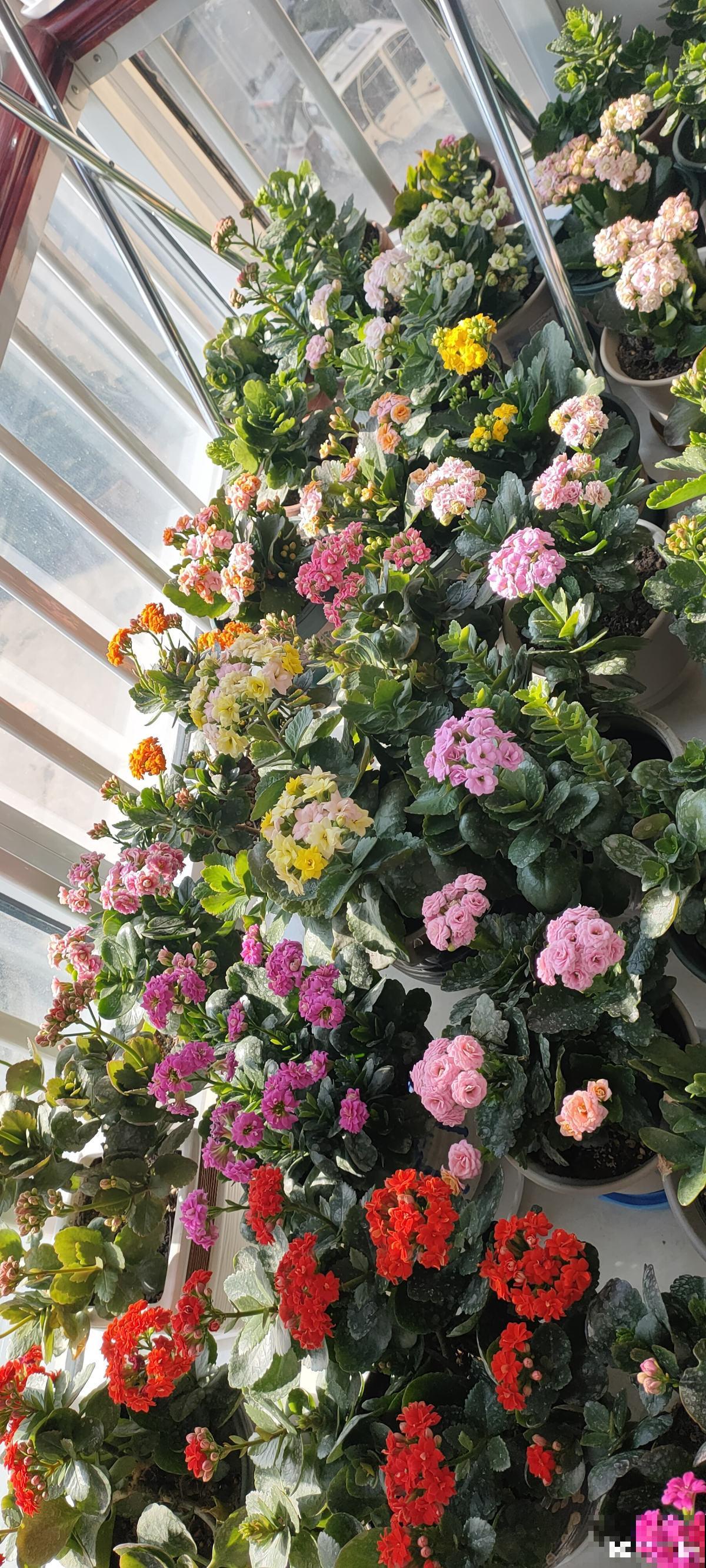 3种花就适合养满窗台，一开花犹如花海，满屋都是花！