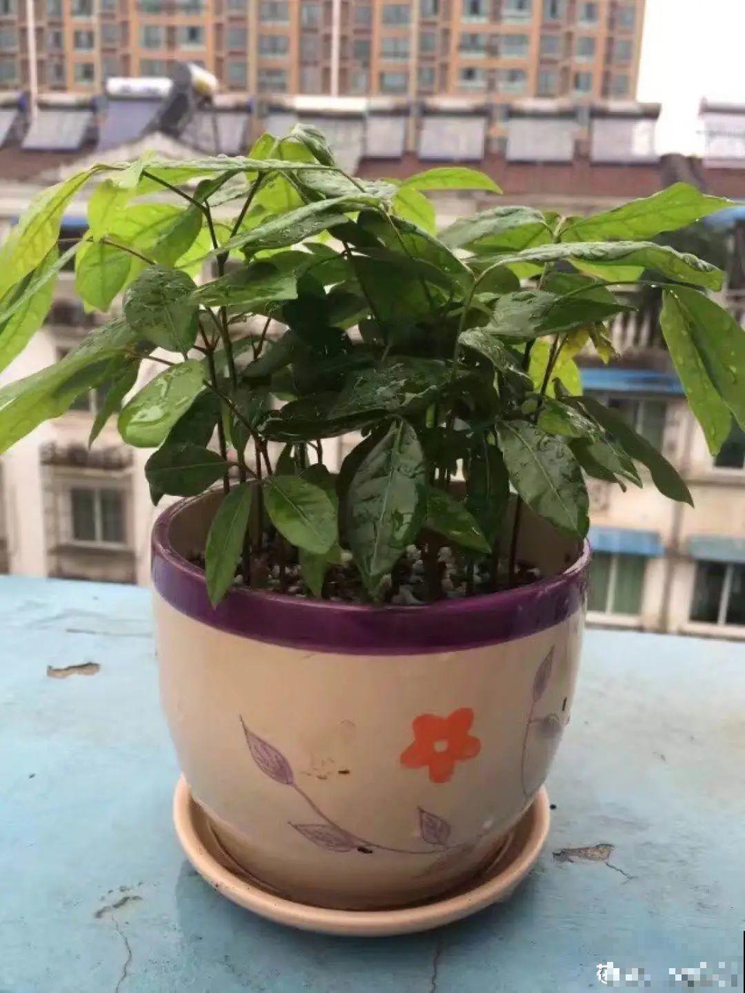 吃完的水果核别丢，扔土里长出小嫩芽，俩月长成新盆栽