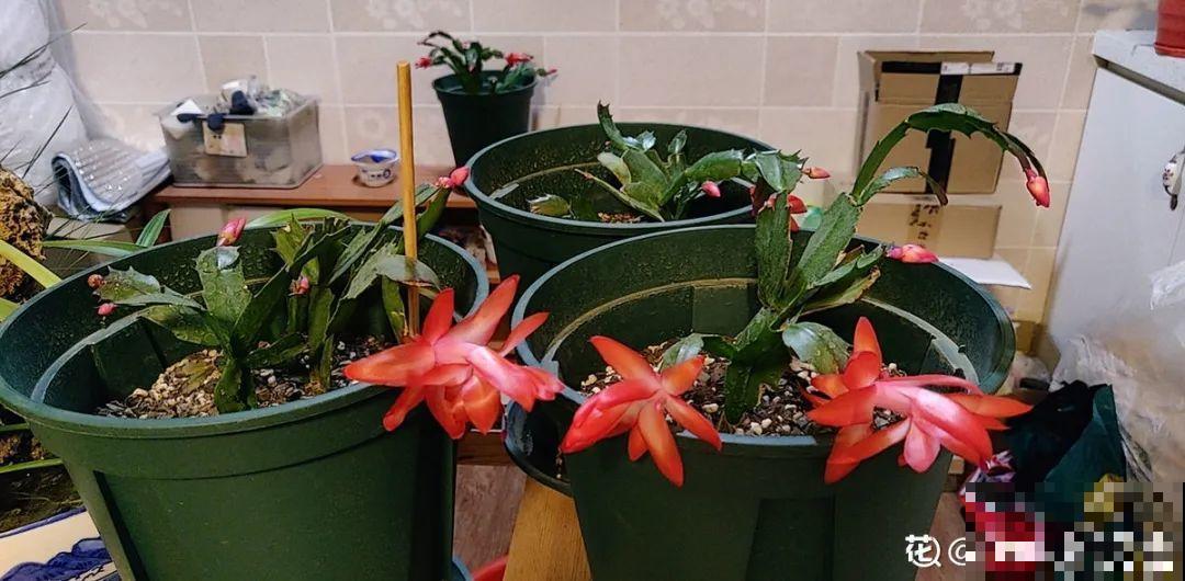 光照不好不要紧，浴霸照一照，花开爆盆！