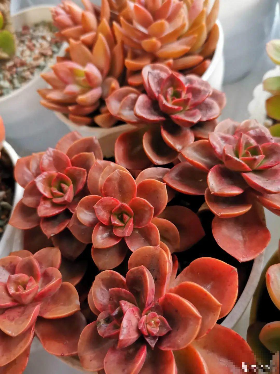 快过年了，肉崽子们都红火起来，陪我一起过节！