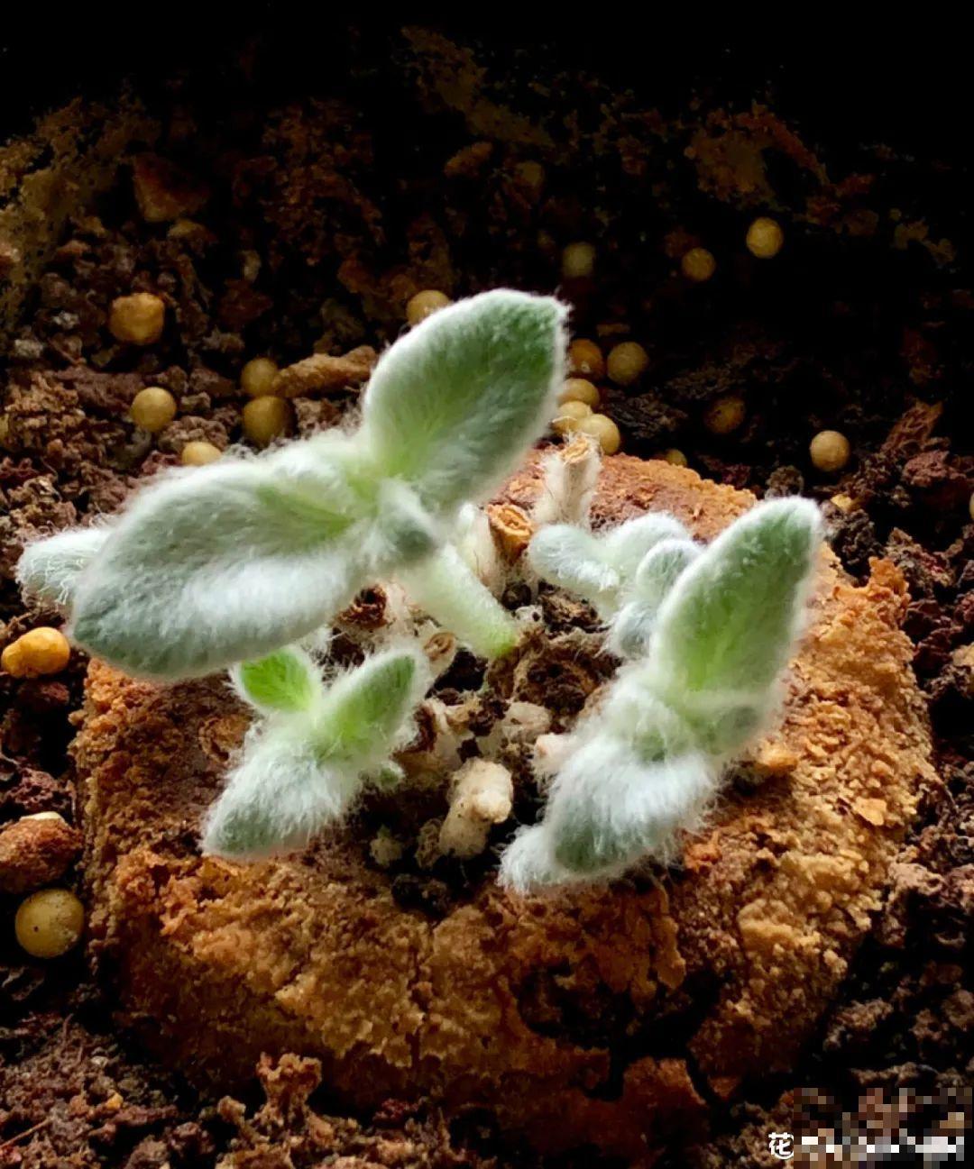 农村树上长出大萝卜?开出灯笼花,价格贵的出奇! 农村树上长出大萝卜?开出灯笼花,价格贵的出奇!