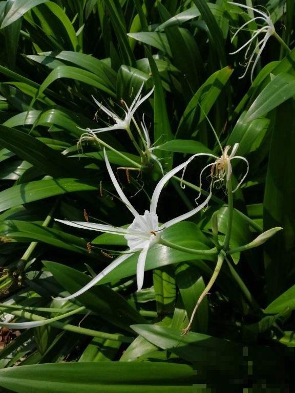两种花，名字听起来吓人，开花却美翻了，养一次就上瘾