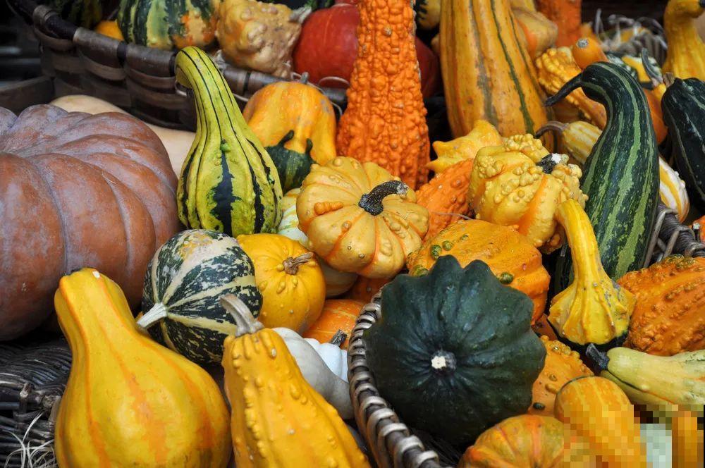 南瓜个头大的出奇，卖了2万8，比养猪还赚钱