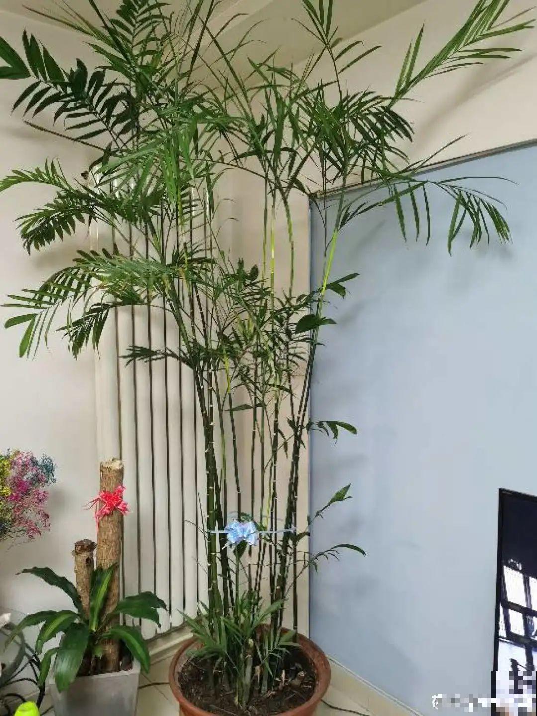 家里养盆镇宅花,一年红红火火,好运满满 家里养盆镇宅花,一年红红火火,好运满满