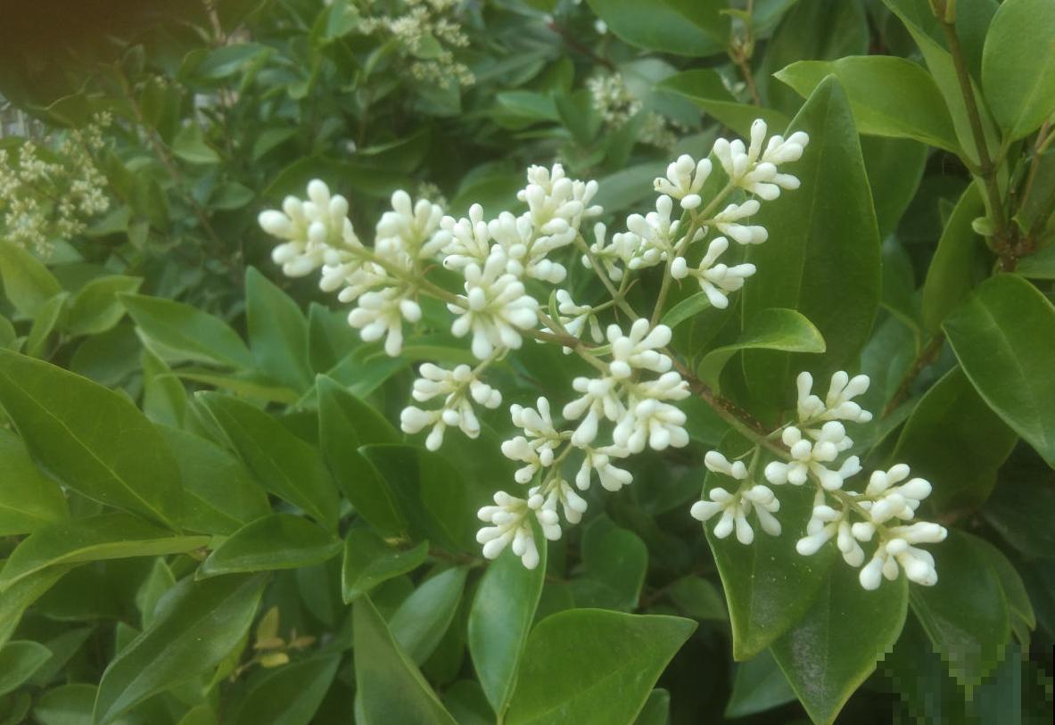 女贞也能养盆景，好修剪、好定型，养一盆不亏！