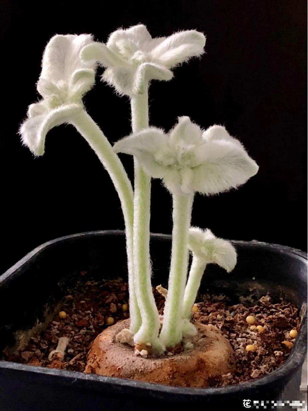 农村树上长出大萝卜?开出灯笼花,价格贵的出奇! 农村树上长出大萝卜?开出灯笼花,价格贵的出奇!