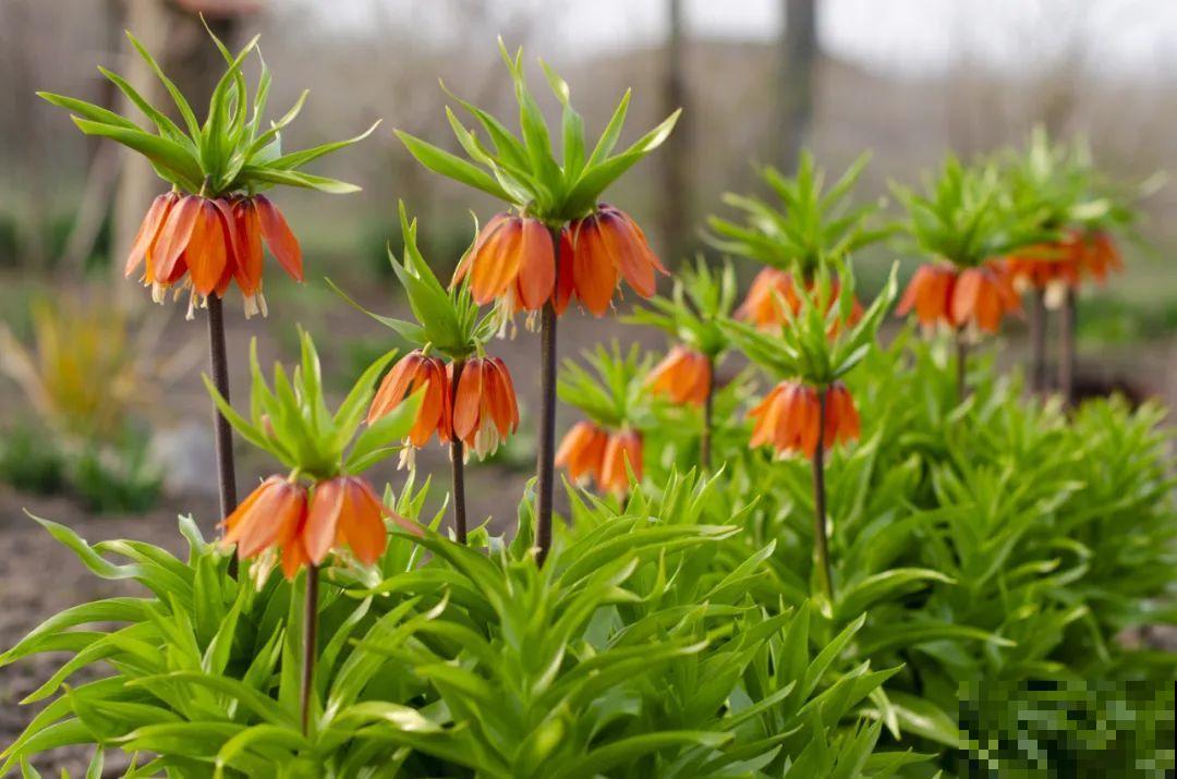 花市10块钱买的花，开花之后身价倍增，真赚了！