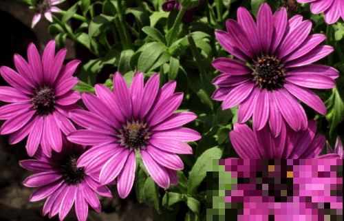 超级美的10种菊花,五彩缤纷,太好看了! 超级美的10种菊花,五彩缤纷,太好看了!