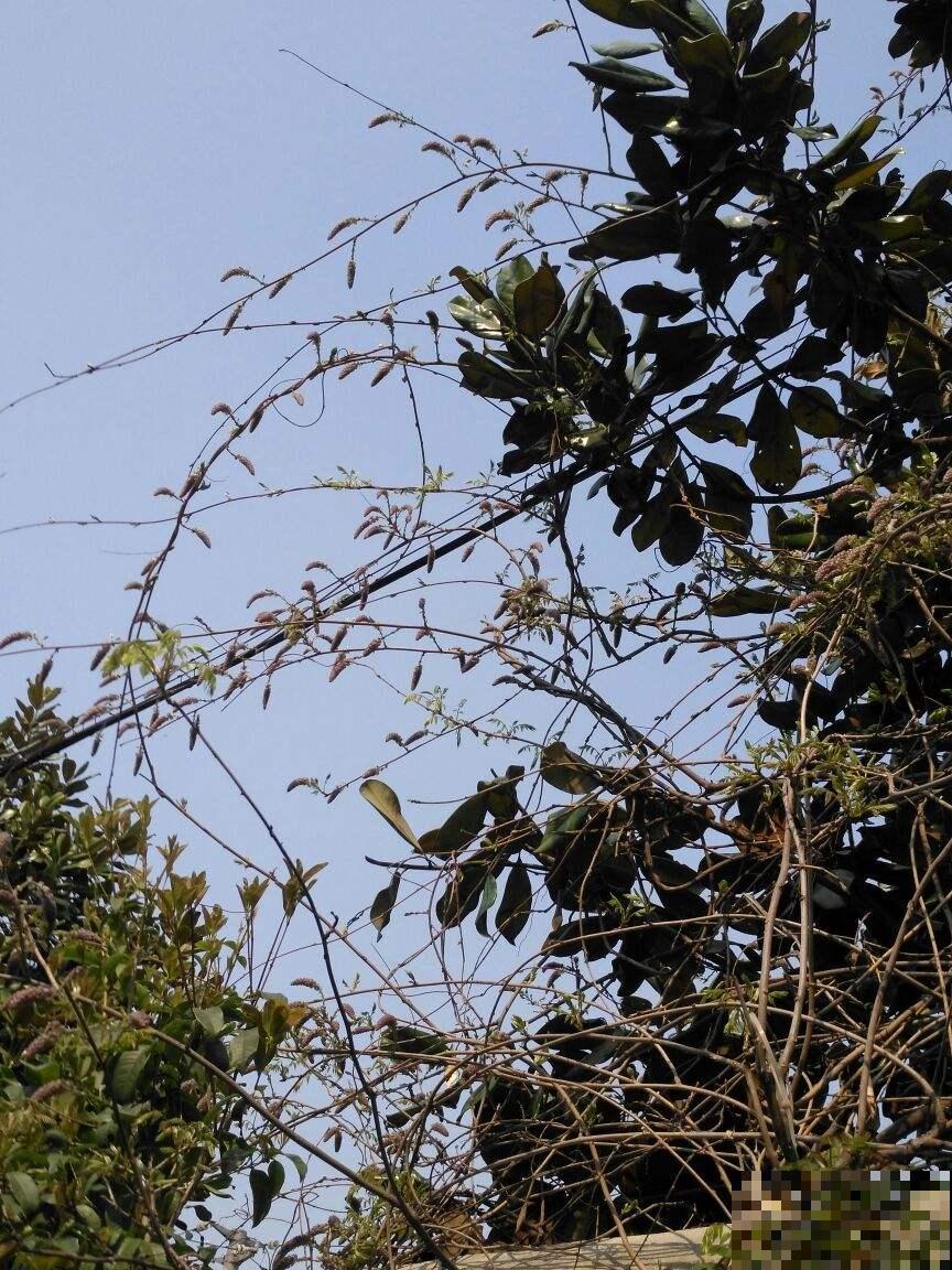 路边看到3种“树种子”，捡回家温水泡一泡，种花盆里变成值钱树