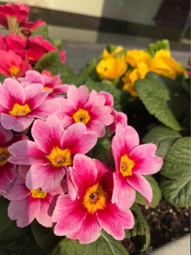 12月逛花市，买3种便宜花，10块钱能买3盆！