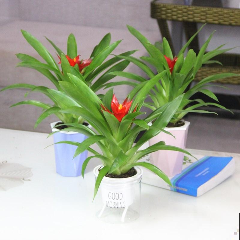 花市因疫情关门，大量花卉滞销，花卉寒冬已到来