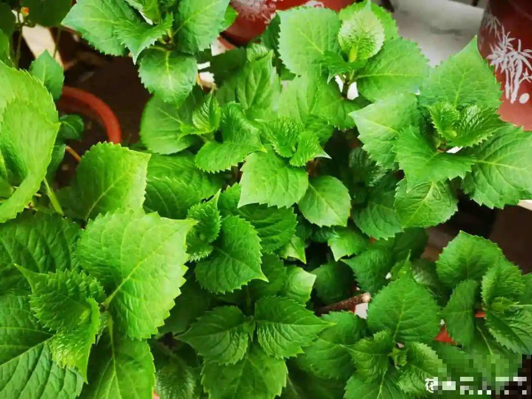 春天花要苏醒了，快施肥，新芽狂窜不断