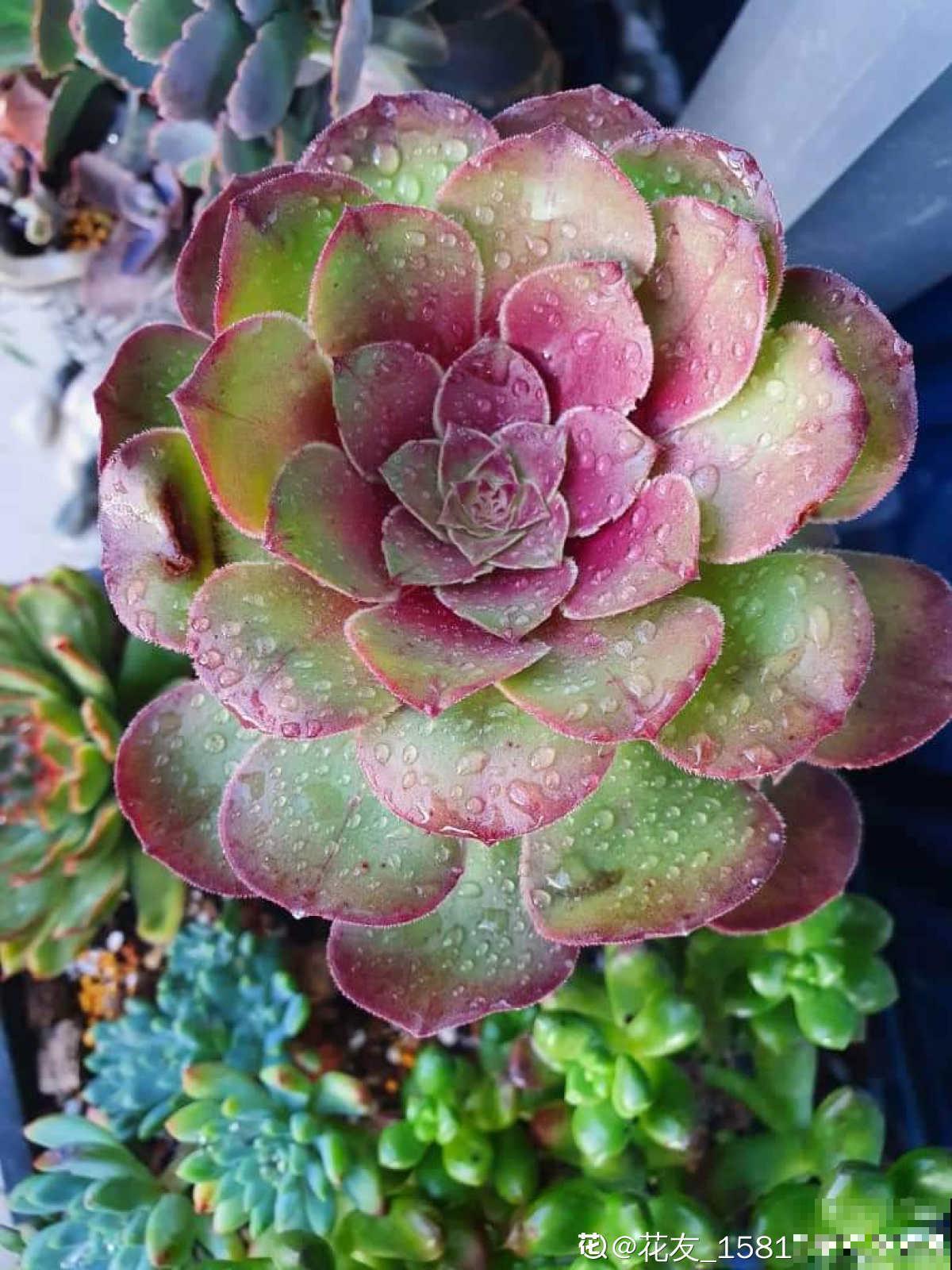 3个养花坏习惯，要赶紧改掉，不然花养得再多也养不好