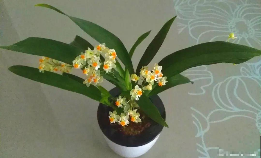 16种高颜值花，冬天耐寒不娇气，新手也能养爆盆