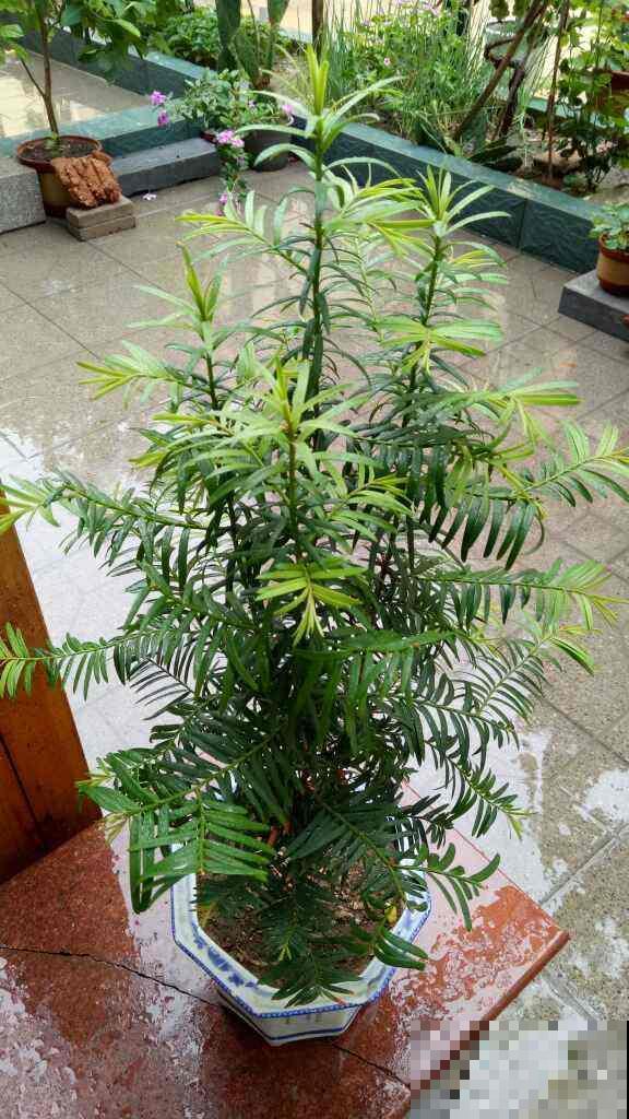 植物就是天然的“空气净化器”，室内养1盆，空气清新还湿润