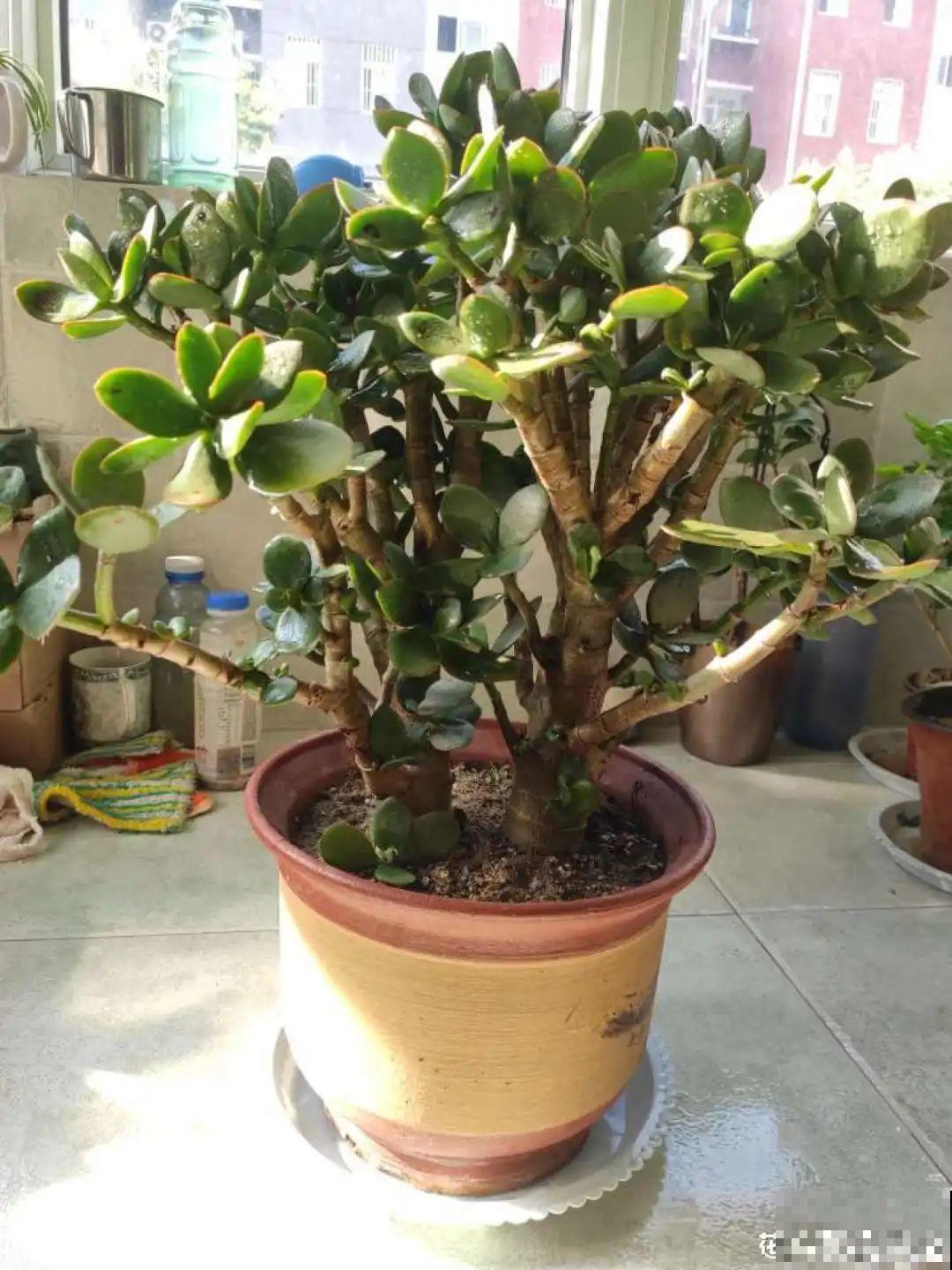 管住手！这几样事少做，花才能安稳过冬！