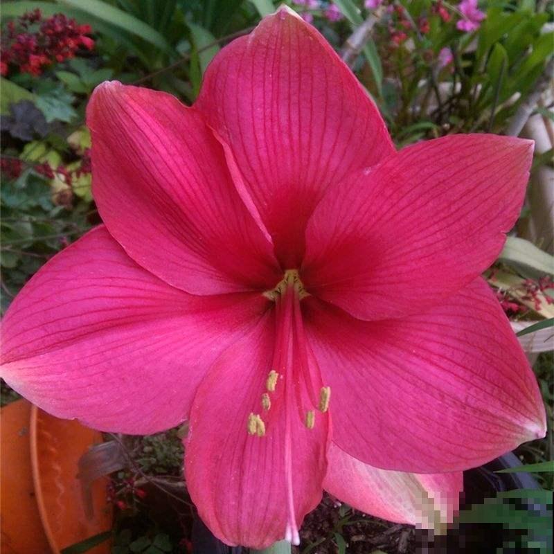 3种花不能让它们长太高，光长个子，就很难开花了