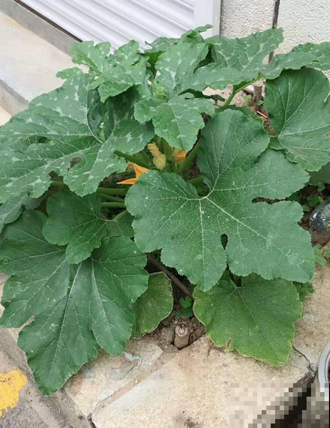 在家种茭瓜，为啥开得都是谎花？看看这5点！