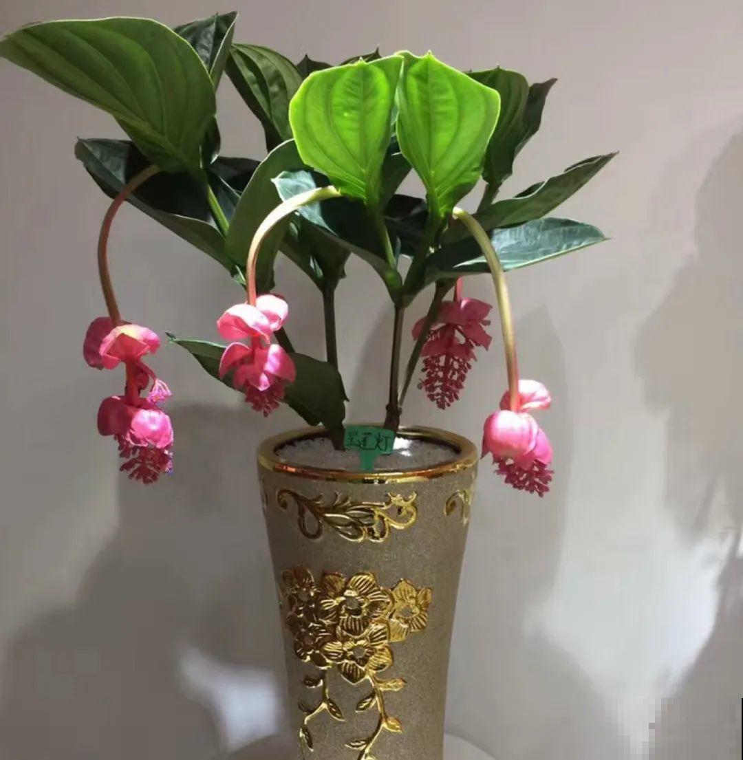 5度以下,常见的21种花必须断水,不然都烂根了 5度以下,常见的21种花必须断水,不然都烂根了