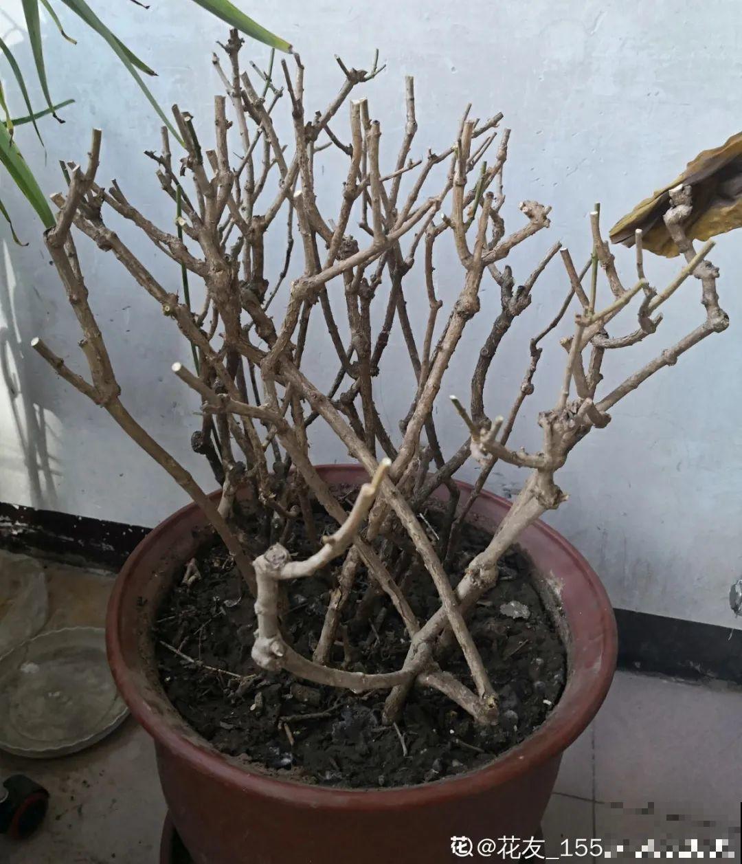 10年的绣球大老桩，九块钱也别买，难开花还浪费感情