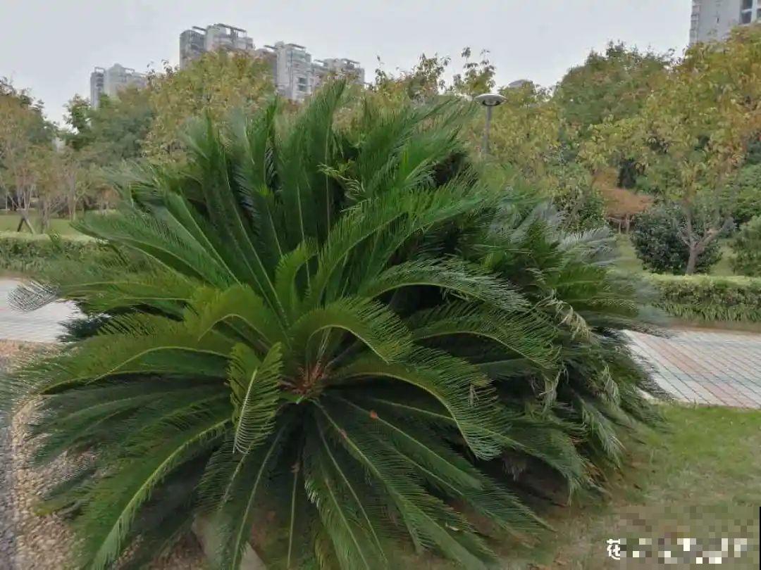 16种花，能养成传家宝，养个几十年没问题